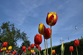 Bernhard Saalfeld - Tulpenpracht 2023 (4v9)